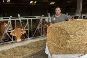 Une personne devant une balle de maïs enrubanné avec des vaches au cornadis derrière