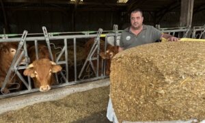 Une personne devant une balle de maïs enrubanné avec des vaches au cornadis derrière