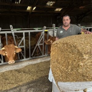 Une personne devant une balle de maïs enrubanné avec des vaches au cornadis derrière