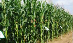 Gros plan sur un rang dans un champ de maïs