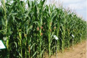 Gros plan sur un rang dans un champ de maïs