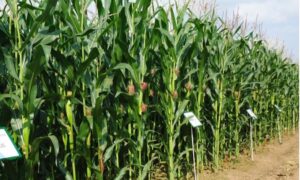 Gros plan sur un rang dans un champ de maïs