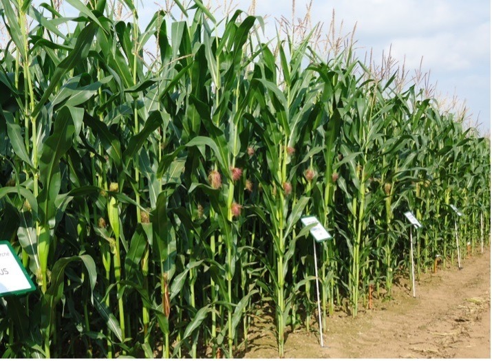 Gros plan sur un rang dans un champ de maïs - Illustration Retrouver les références variétales