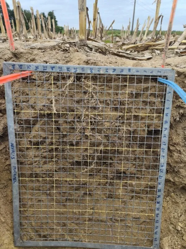 Des racines de maïs vues au travers d'une grille qui soutient la terre du trou qui a été creusé pour avoir cette vue
