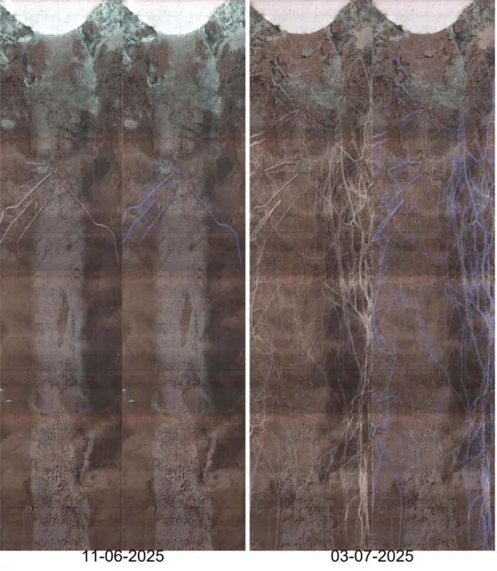 Exemple de prises de vues du mini-rhizontron.