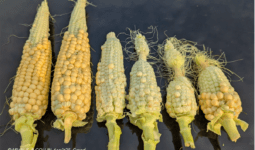 Des épis de maïs alignés sur une bâche noire