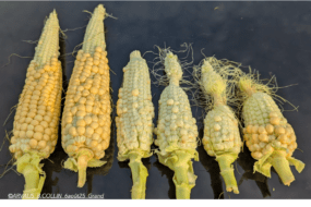 Des épis de maïs alignés sur une bâche noire