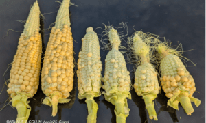 Des épis de maïs alignés sur une bâche noire