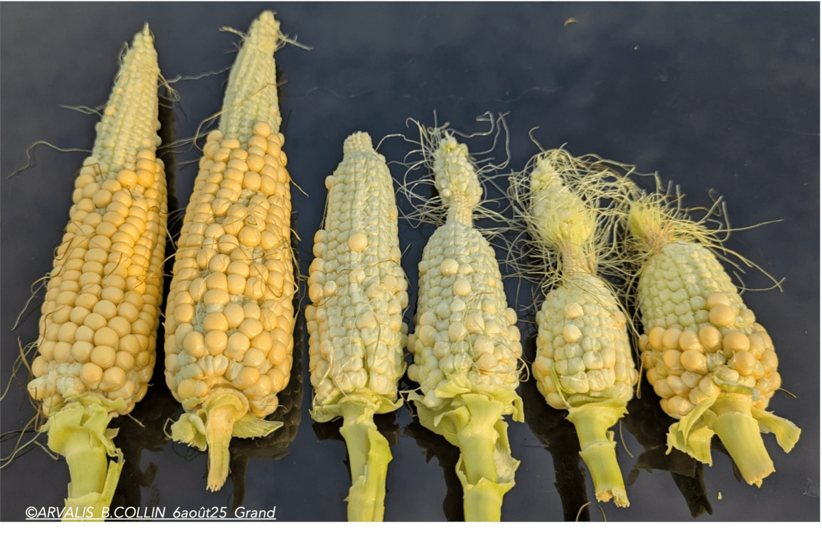 Des épis de maïs alignés sur une bâche noire  - Illustration Plus de peur que de mal, sauf pour certains …