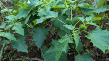 Gros plan sur des bogues de datura