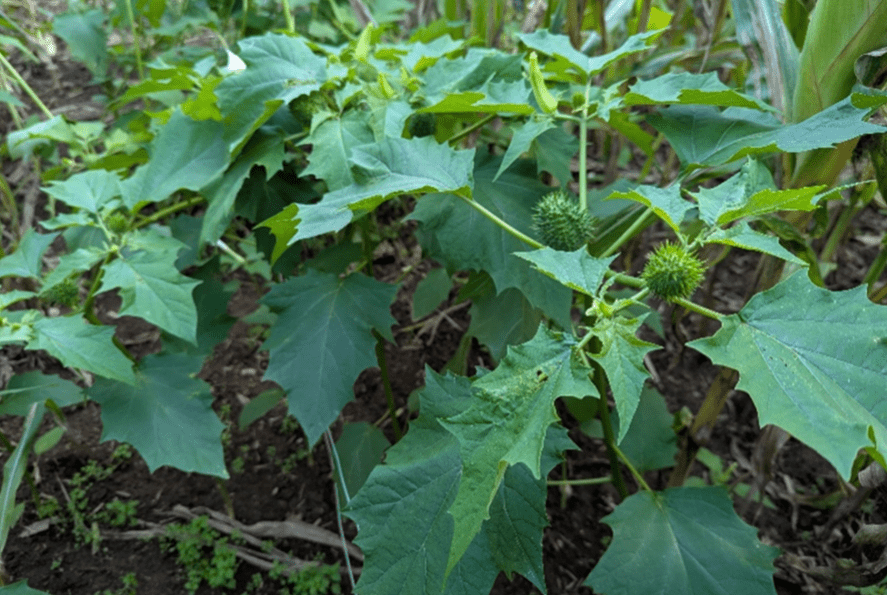 Gros plan sur des bogues de datura - Illustration Une espèce en voie d’extension en Bretagne