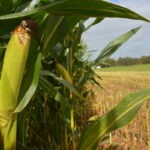 Un épi de maïs sur pied dans un champ déjà moissonné