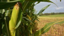 Un épi de maïs sur pied dans un champ déjà moissonné