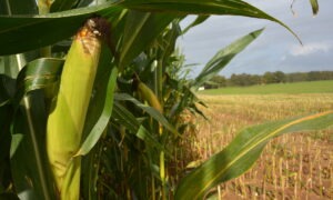 Un épi de maïs sur pied dans un champ déjà moissonné