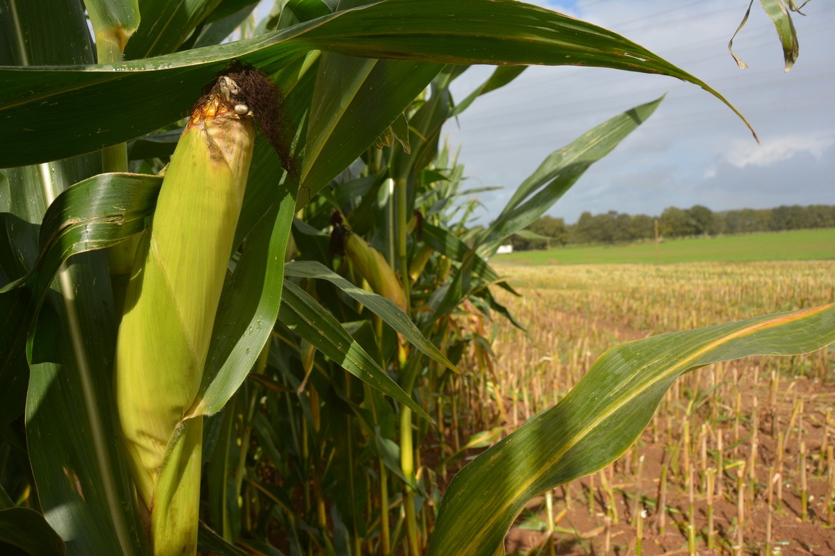 Un épi de maïs sur pied dans un champ déjà moissonné - Illustration Préconisations maïs fourrage