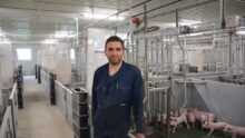 Un homme dans un bâtiment d'élevage de porcs avec des porcelets en cases maternité