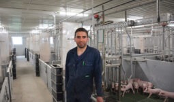 Un homme dans un bâtiment d'élevage de porcs avec des porcelets en cases maternité