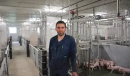 Un homme dans un bâtiment d'élevage de porcs avec des porcelets en cases maternité