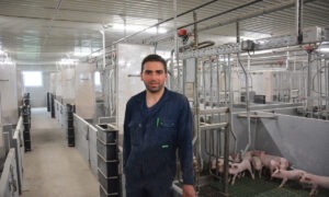 Un homme dans un bâtiment d'élevage de porcs avec des porcelets en cases maternité