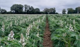 Une parcelle de lupin