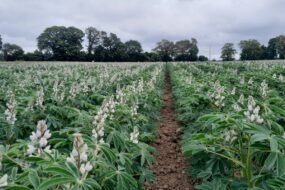Une parcelle de lupin