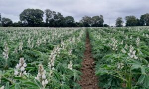 Une parcelle de lupin