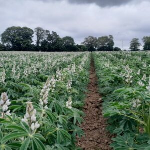Une parcelle de lupin