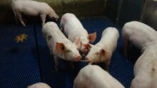 Des cochons dans une case dont un qui mord la queue de l'autre