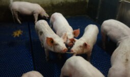 Des cochons dans une case dont un qui mord la queue de l'autre