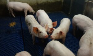 Des cochons dans une case dont un qui mord la queue de l'autre