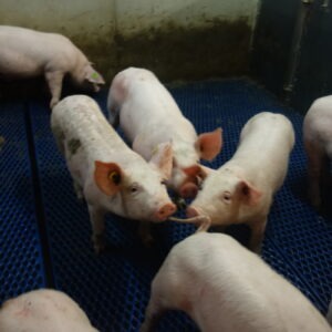 Des cochons dans une case dont un qui mord la queue de l'autre