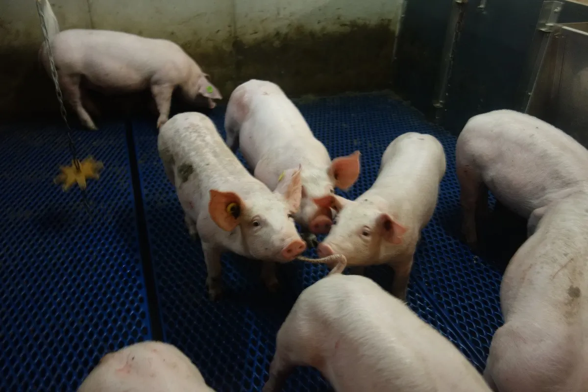 Des cochons dans une case dont un qui mord la queue de l'autre - Illustration Le risque de caudophagie se concentre en PS
