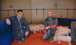 deux hommes accroupis au milieu de porcelets dans une case de post-sevrage