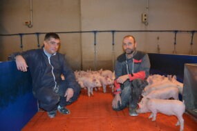 deux hommes accroupis au milieu de porcelets dans une case de post-sevrage