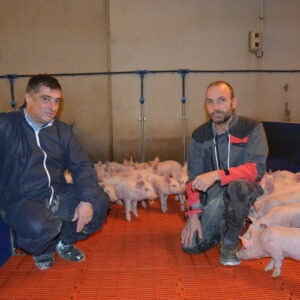 deux hommes accroupis au milieu de porcelets dans une case de post-sevrage
