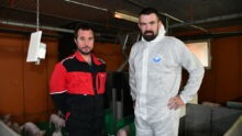 Deux hommes dans un élevage de porcs
