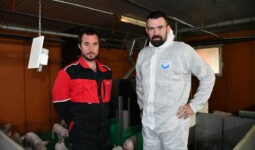 Deux hommes dans un élevage de porcs