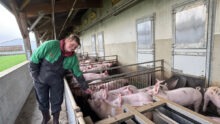 Une femme avec des porcelets dans un élevage de porcs au bâtiment ouvert