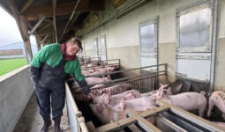 Une femme avec des porcelets dans un élevage de porcs au bâtiment ouvert