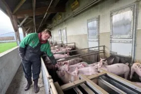 Une femme avec des porcelets dans un élevage de porcs au bâtiment ouvert