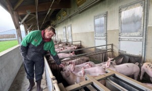 Une femme avec des porcelets dans un élevage de porcs au bâtiment ouvert