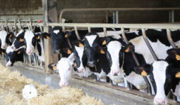 Des vaches au cornadis dans un bâtiment d'élevage bovin