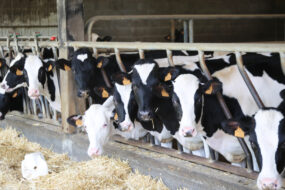 Des vaches au cornadis dans un bâtiment d'élevage bovin