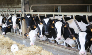 Des vaches au cornadis dans un bâtiment d'élevage bovin