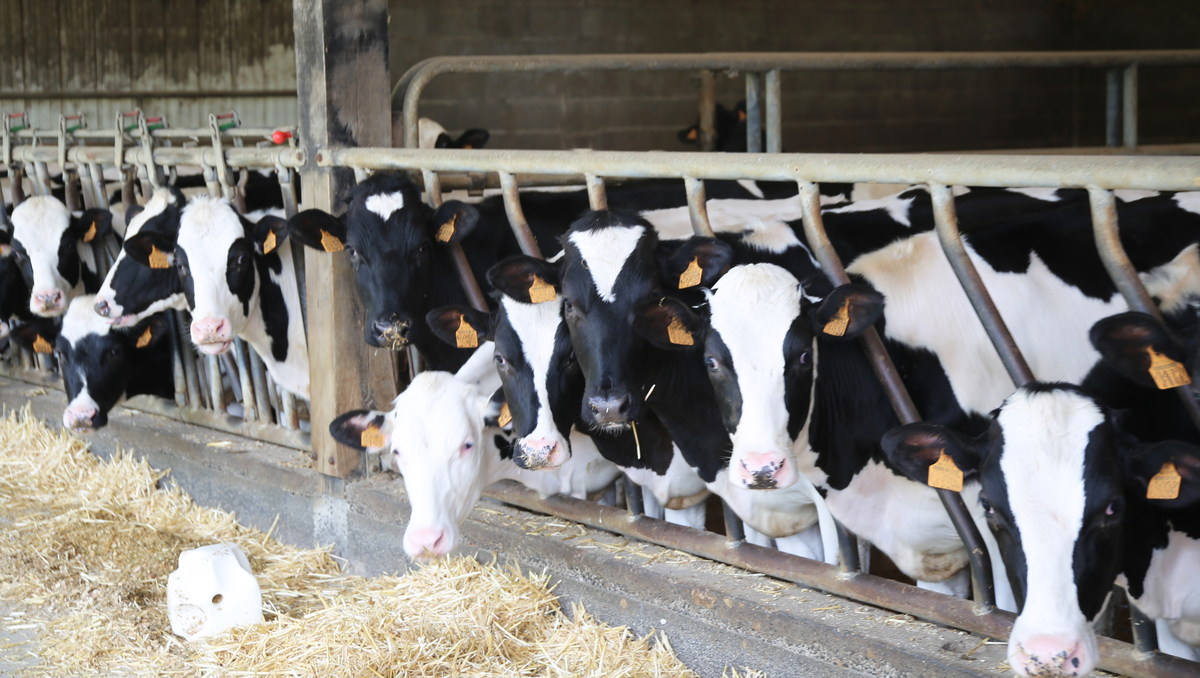 Des vaches au cornadis dans un bâtiment d'élevage bovin - Illustration Transformez vos données en décisions stratégiques