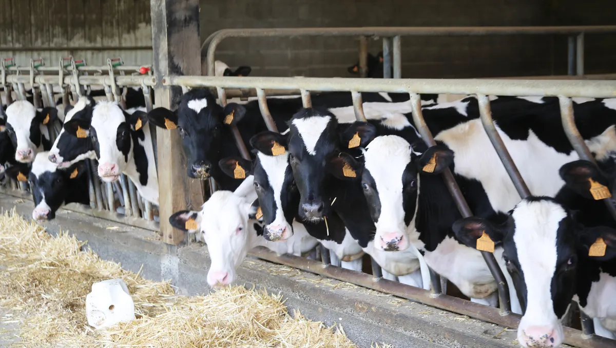 Des vaches au cornadis dans un bâtiment d'élevage bovin - Illustration Transformez vos données en décisions stratégiques