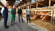 quatre hommes dans un bâtiment de bovins