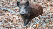 Un sanglier dans une foêt