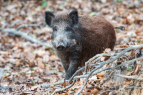 Un sanglier dans une foêt