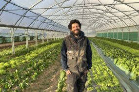 unmaraicher devant des cultures sous tunnel